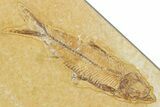 Slab With Two Fossil Fish (Diplomystus & Knightia) - Wyoming #354044-2
